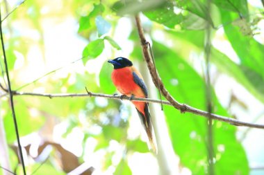 Sabah, Borneo Kızıl sırtlı trogon (Harpactes duvaucelii)