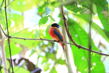 Sabah, Borneo Kızıl sırtlı trogon (Harpactes duvaucelii)