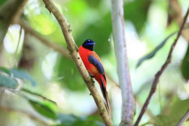 Sabah, Borneo Kızıl sırtlı trogon (Harpactes duvaucelii)