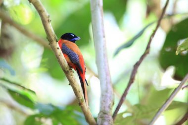 Sabah, Borneo Kızıl sırtlı trogon (Harpactes duvaucelii)