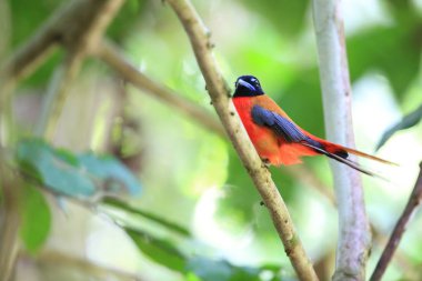 Sabah, Borneo Kızıl sırtlı trogon (Harpactes duvaucelii)