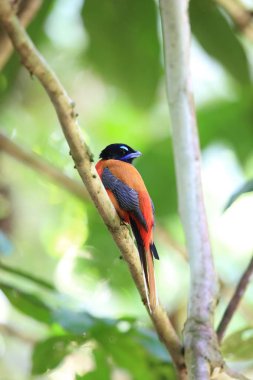 Sabah, Borneo Kızıl sırtlı trogon (Harpactes duvaucelii)