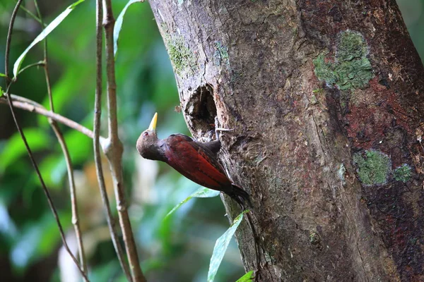 Ağaçkakan (Blythipicus rubiginosus) Sabah, Borneo, Malezya içinde bordo — Stok fotoğraf