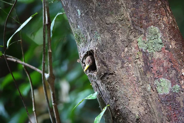 Ağaçkakan (Blythipicus rubiginosus) Sabah, Borneo, Malezya içinde bordo — Stok fotoğraf