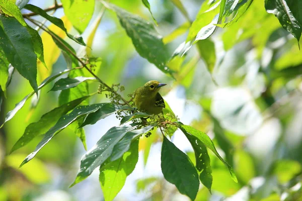 Grüne iora (aegithina viridissima) in sabah, borneo — Stockfoto