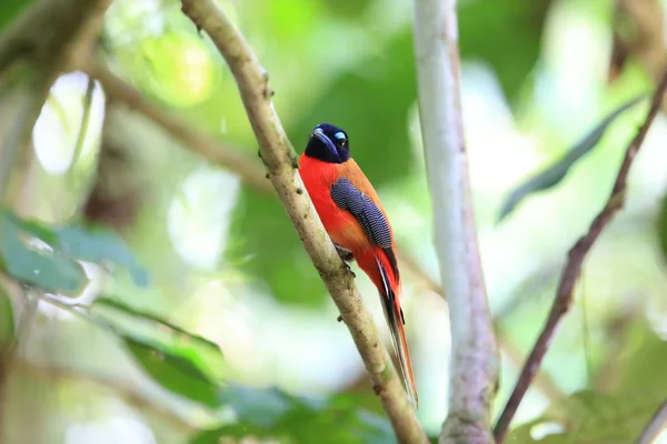 Scharlachrottrogon (harpactes duvaucelii) in sabah, borneo — Stockfoto