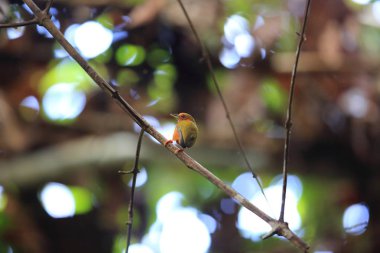 Sabah, Borneo Kızılca piculet (Sasia abnormis)