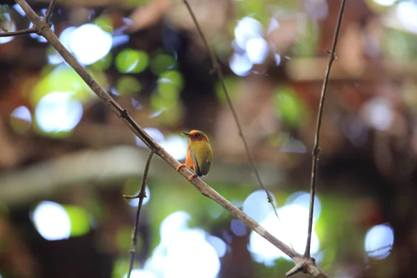 Rödbrun dvärgspett (Sasia abnormis) i Sabah, Borneo — Stockfoto