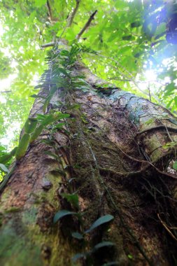 Sabah, Borneo, Malezya içinde tropikal yağmur ormanları