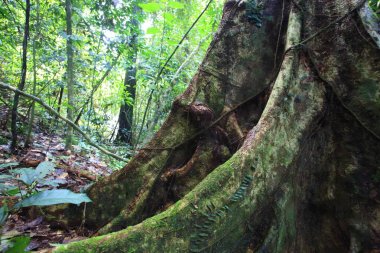 Sabah, Borneo, Malezya içinde tropikal yağmur ormanları