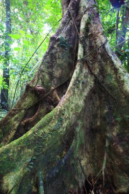 Sabah, Borneo, Malezya içinde tropikal yağmur ormanları