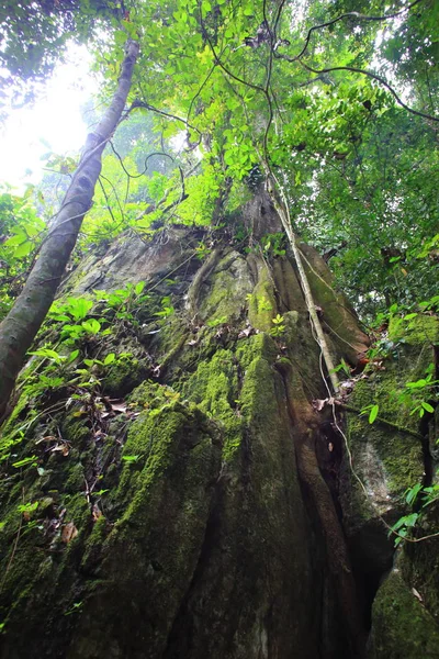 Tropisk regnskov i Sabah, Borneo, Malaysia - Stock-foto