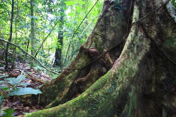 Forêt tropicale humide à Sabah, Bornéo, Malaisie — Photo