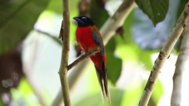 Sabah, Borneo Kızıl sırtlı trogon (Harpactes duvaucelii)