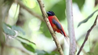 Sabah, Borneo Kızıl sırtlı trogon (Harpactes duvaucelii)
