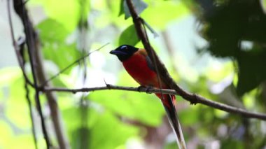 Sabah, Borneo Kızıl sırtlı trogon (Harpactes duvaucelii)