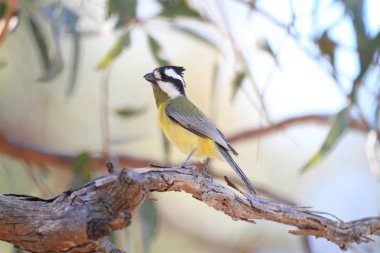 Doğu tepeli shriketit (Falcunculus frontatus) yeni Güney Galler, Avustralya