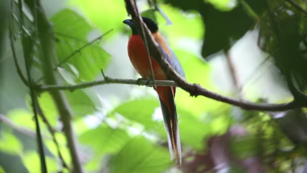 Trógono escarlate-rumped (Harpactes duvaucelii) em Sabah, Bornéu — Vídeo de Stock