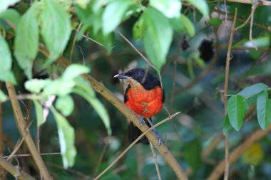 Ruanda Karabaş Gonolek (Laniarius erythrogaster)