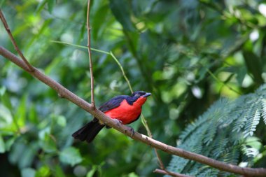 Ruanda Karabaş Gonolek (Laniarius erythrogaster)
