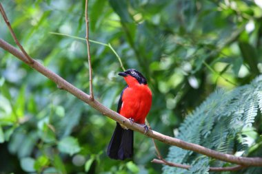 Ruanda Karabaş Gonolek (Laniarius erythrogaster)