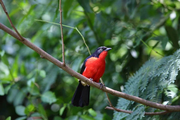 Gonolek à tête noire (Laniarius erythrogaster) au Rwanda — Photo