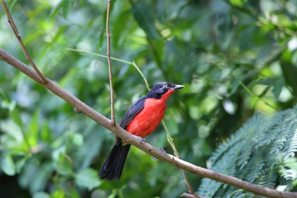 Gonolek-de-cabeça-preta (Laniarius erythrogaster) em Ruanda — Fotografia de Stock