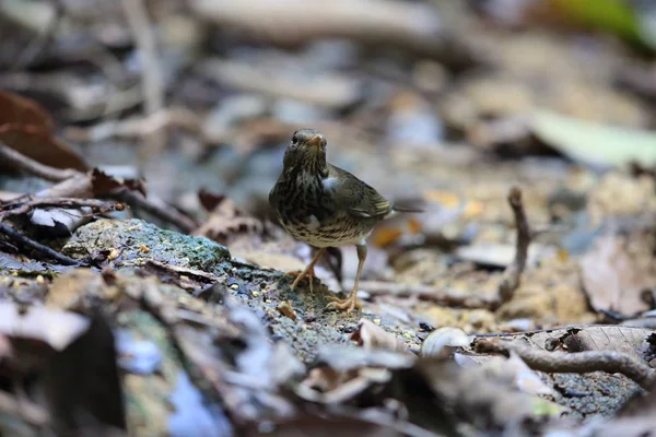 Japanese thrush (Turdus cardis) in Cuc Phoung National Park, Vietnam — Stock Photo, Image