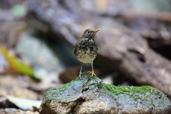 Japanese thrush (Turdus cardis) in Cuc Phoung National Park, Vietnam — Stock Photo, Image