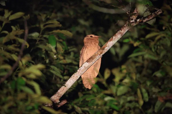 Großer Froschmaul in Borneo — Stockfoto