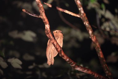 Borneo büyük Paszczaki