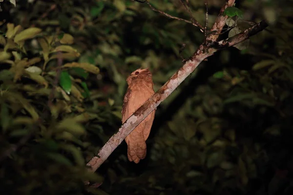 Large frogmouth in Borneo — Stock Photo, Image