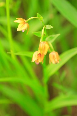 Orkide (Epipactis thunbergii) Japonya'da Japon sarı