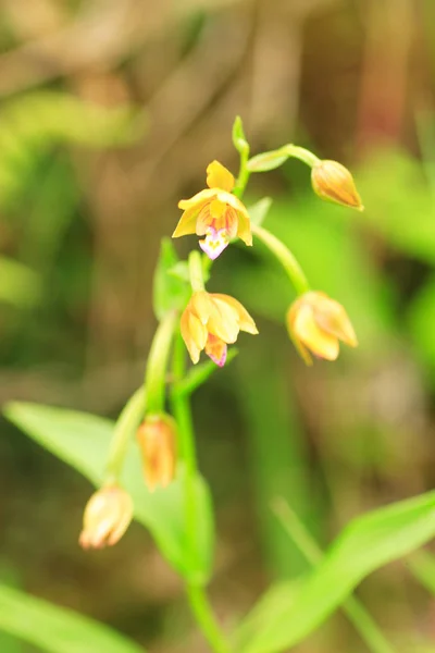Japanska gul orkidé (Epipactis thunbergii) i Japan — Stockfoto