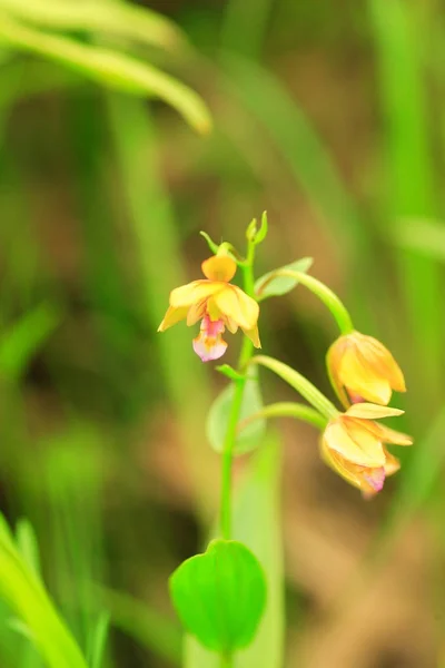 Japanese yellow orchid  (Epipactis thunbergii) in Japan — Stock Photo, Image