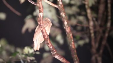 Sabah, Borneo, Malezya büyük Paszczaki (Batrachostomus auritus)
