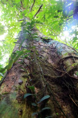 Payandanın kök ağaç sabah, Kuzey Borneo, Malezya