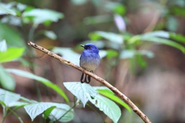 Hainan mavi sinekkapan (Cyornis hainanus) Cuc phong Milli Parkı, Vietnam