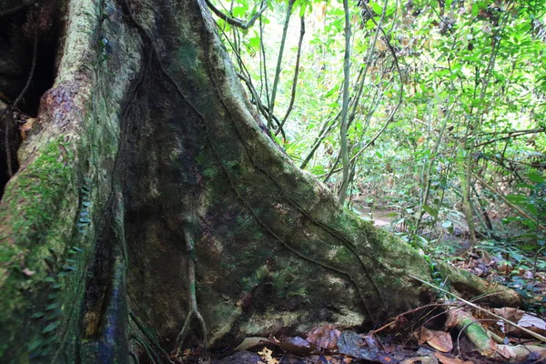 Opěrná zeď kořenový strom v Sabah, Severní Borneo, Malajsie — Stock fotografie