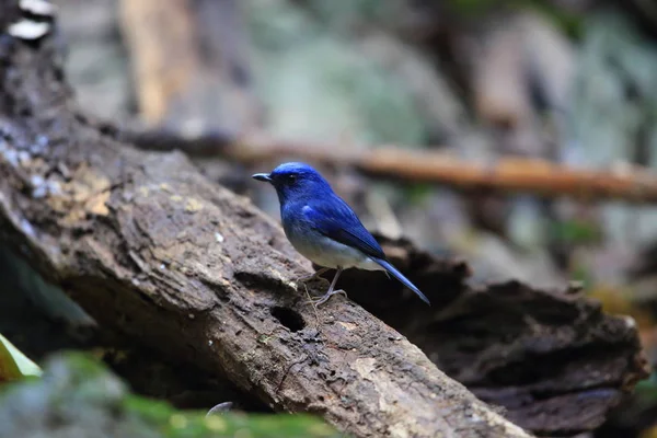 Hainan blue flycatcher (Cyornis hainanus) in Cuc phong National Park, Vietnam — Stock Photo, Image