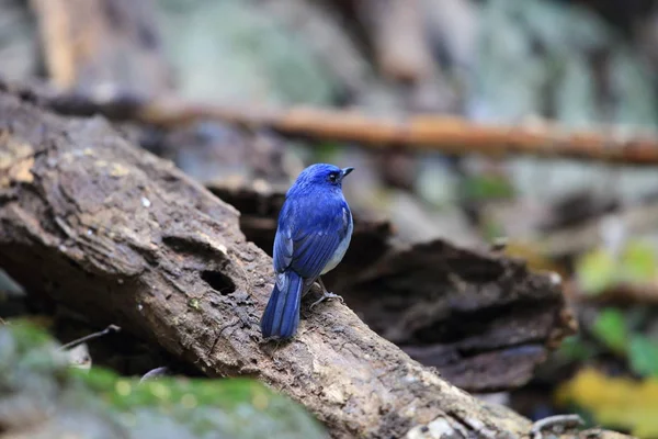 Acchiappamosche blu di Hainan (Cyornis hainanus) nel Parco Nazionale del Phong di Cuc, Vietnam — Foto Stock