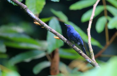 Kestane göğüslü philentoma (Philentoma velata) olan Borneo adasında