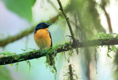 Büyük gagalı mavi-sinekkapan (Cyornis caerulatus) olan Borneo adasında