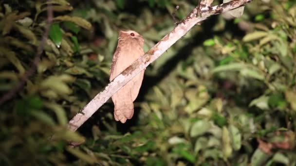 サバ州、ボルネオ島、マレーシアの大きな frogmouth (ガマグチヨタカ属 auritus) — ストック動画