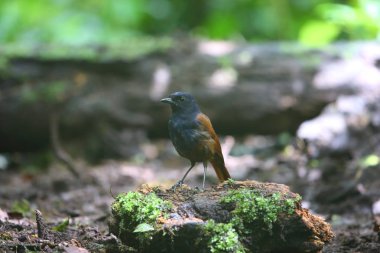 Brown kanatlı ıslık ardıç kuşu (Myophonus castaneus) Sumatra, Endonezya