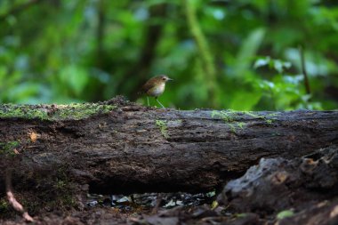Sumatra, Endonezya daha az Shortwing (Brachypteryx leucophris)