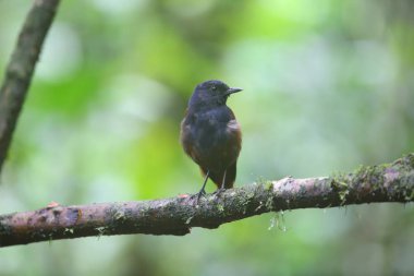 Brown kanatlı ıslık ardıç kuşu (Myophonus castaneus) Sumatra, Endonezya