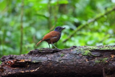 Brown kanatlı ıslık ardıç kuşu (Myophonus castaneus) Sumatra, Endonezya