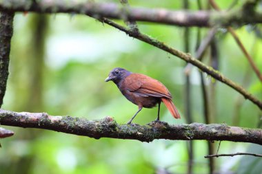 Brown kanatlı ıslık ardıç kuşu (Myophonus castaneus) Sumatra, Endonezya
