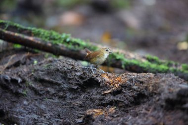 Daha az kısa twing (Brachypteryx leucophris) bir sohbet türüdür. Bu tür Muscicapidae familyasından sınıflandırılmıştır. Bu fotoğraf Sumatra, Endonezya 'da çekildi.